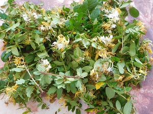 Lonicera-japonica