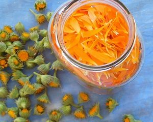 Ölauszug_Calendula